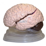 真人大小的大脑模型8部分