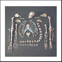 分离的人类骨骼200块骨头