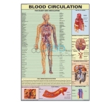 血液循环图表