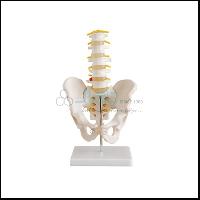 人类雄性骨盆带有腰椎