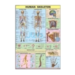 人体骨架图表