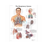 呼吸系统图表