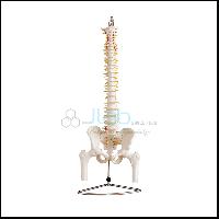 带有骨盆和股骨头的脊柱