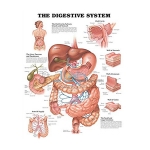 消化系统图表