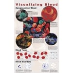 可视化血液海报