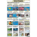 动物界分类图