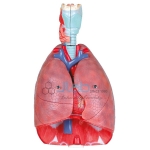 喉部心脏和肺部模型