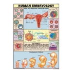 人类胚胎图表