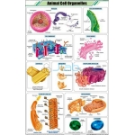 动物细胞器图