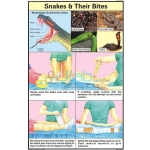 蛇和它们的咬伤图表